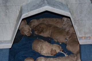 doghse